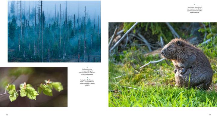 Actual product image Wilder Wald (German, Alexandra von Poschinger, 2020)