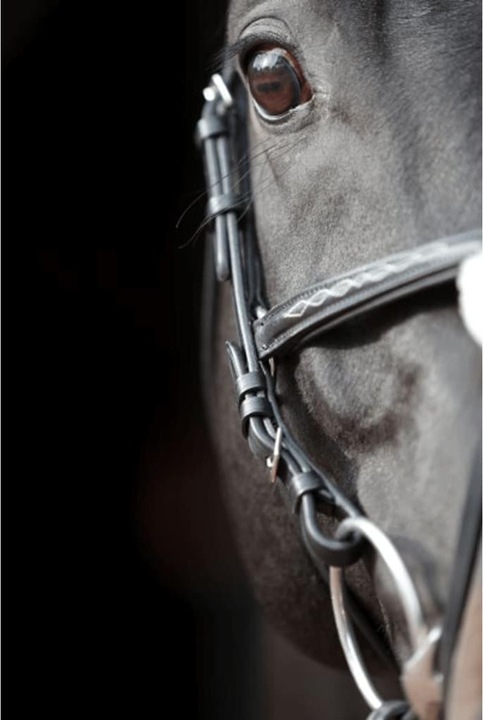 Actual product image Kerbl Snaffle bridle Cancun black, pony
