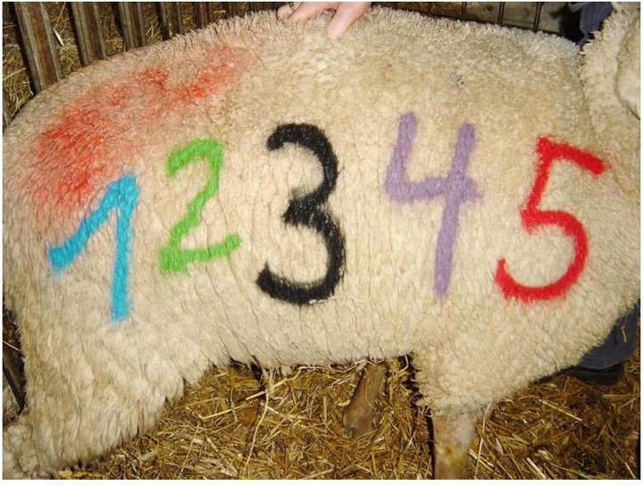 Produktbild Raidex Schaf Markierungsspray (Schwarz, 0.50 l)