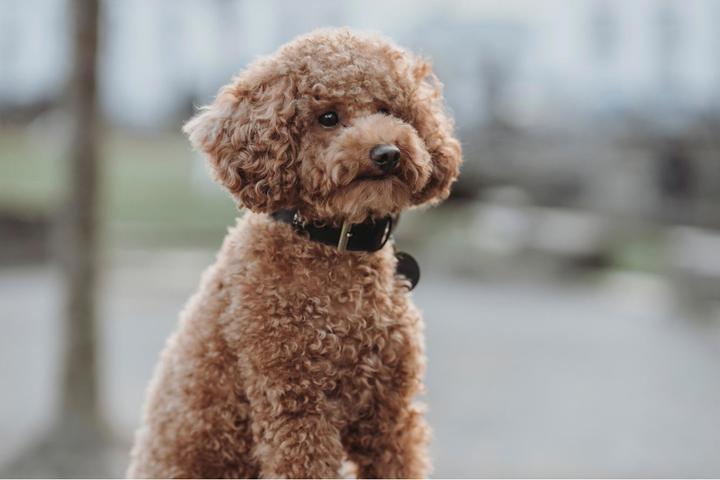 Produktbild Hunter Halsband Tijuana (Hund)