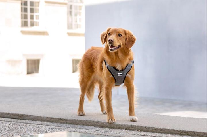 Image du produit Curli Linge de table Merino (M, Chien)