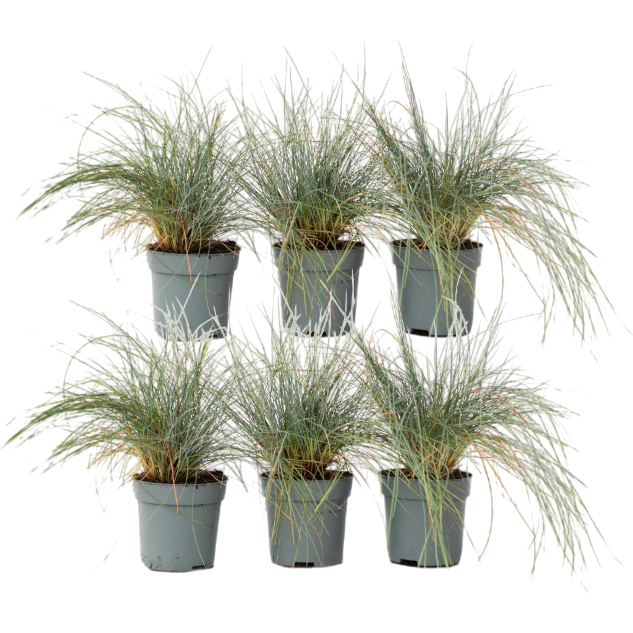 Plant in a Box, Pflanzen, Festuca glauca 'Elijah Blue' - 6er Set Blaugrünes Schwingel (10 cm)