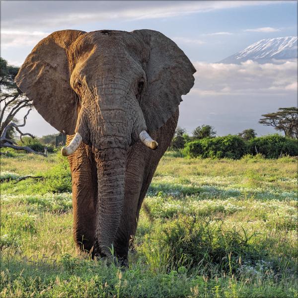 Image du produit Elefanten2026 (30 x 30 cm)