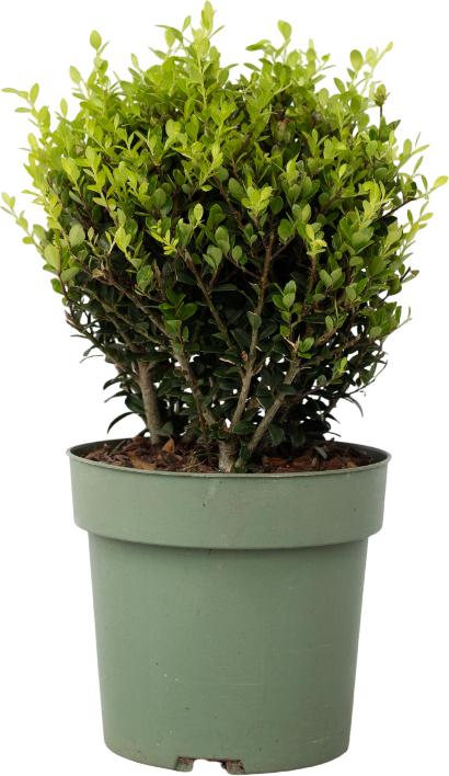 Actual product image Plant in a Box Ilex crenata 'Jenny' - Japanese holly (30 cm)