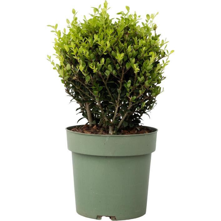 Plant in a Box, Pflanzen, Ilex crenata 'Jenny' - Japanische Stechpalme (30 cm)