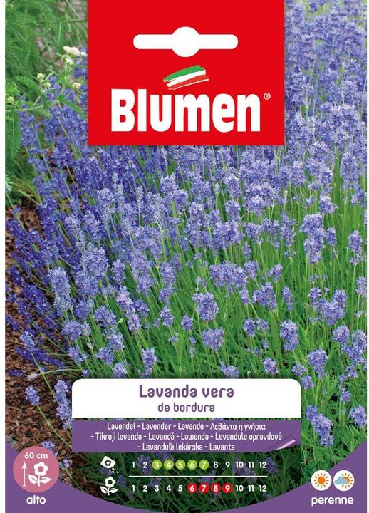 Blumen Saatgut Lavendel (Blumensamen)