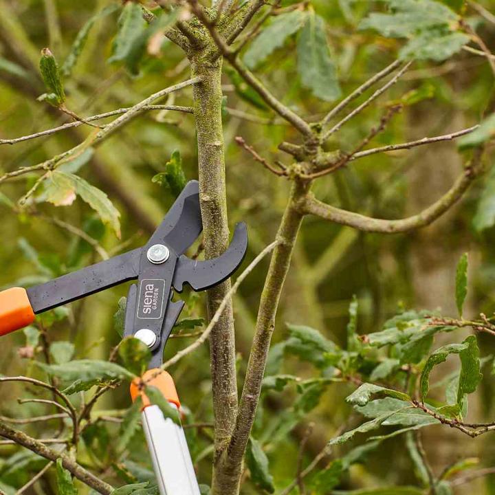 Actual product image Siena Garden Pruning shears