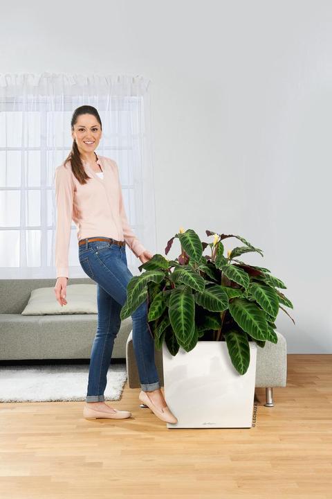 Produktbild Lechuza Rollenuntersetzer Cube 50, Classico 60 (36 cm)