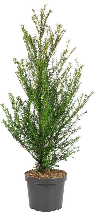 Produktbild Flowerbox Gemeine Eibe - Taxus baccata