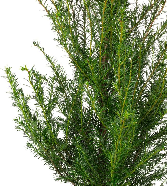 Produktbild Flowerbox Gemeine Eibe - Taxus baccata