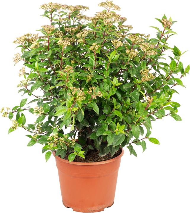 Produktbild Flowerbox Lorbeer-Schneeball - Viburnum tinus 'Spirit'