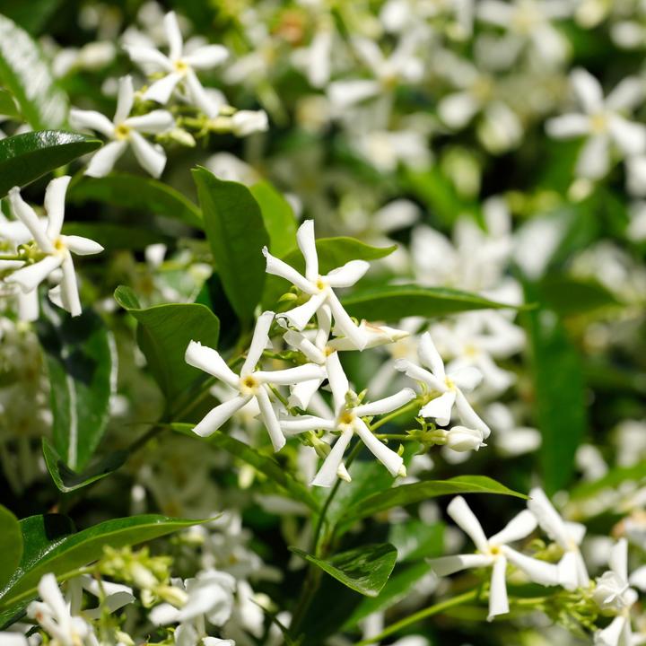 Actual product image Plant in a Box Trachelospermum jasminoides - set of 2 star jasmine (120 cm)