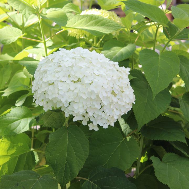 Produktbild Zulauf Schneeball-Hortensie / Hydrangea arbor. 'Annabelle' (50 cm)