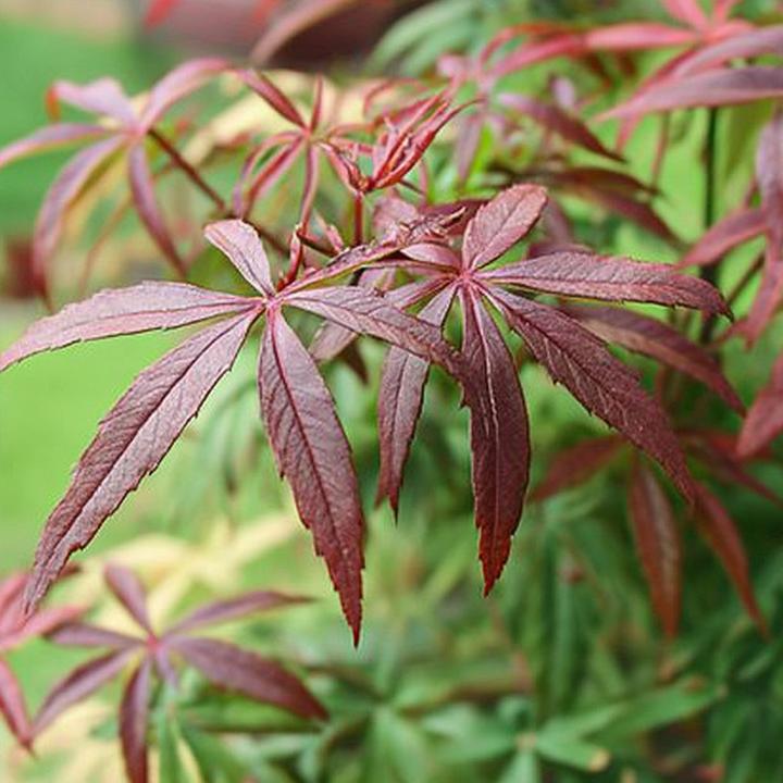 Actual product image Plant in a Box Acer palmatum 'Starfish' - Ahorn Baum (60 cm)