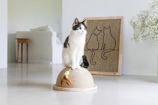 Actual product image Designed by Lotte Scratching board (70 cm, Brown)