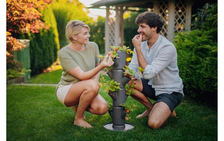Actual product image Gusta Garden Sissi Strawnerry (27 cm)