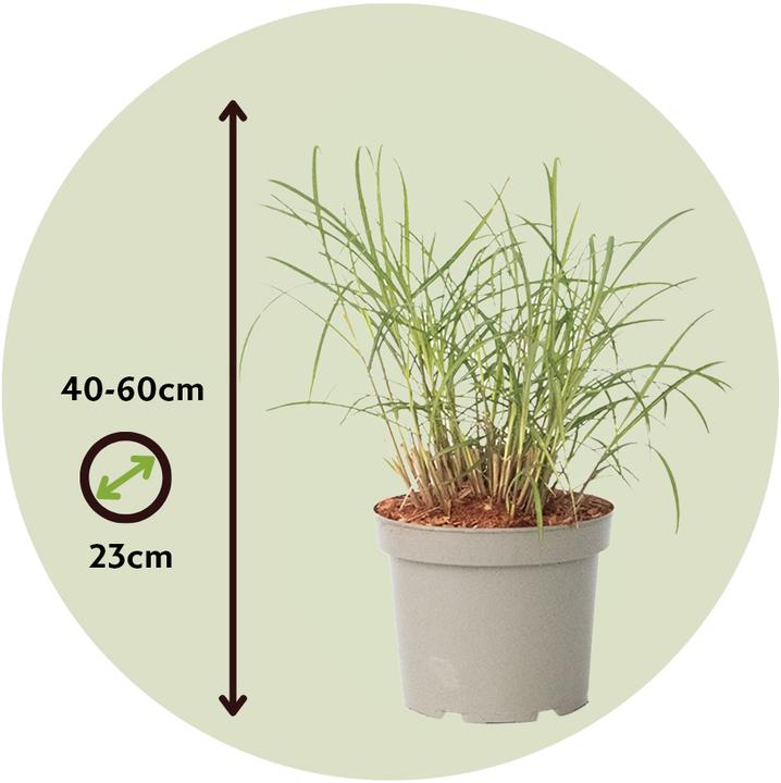 Produktbild Plant in a Box Miscanthus sinensis 'Red Chief' - 2er Set Ziergras (40 cm)