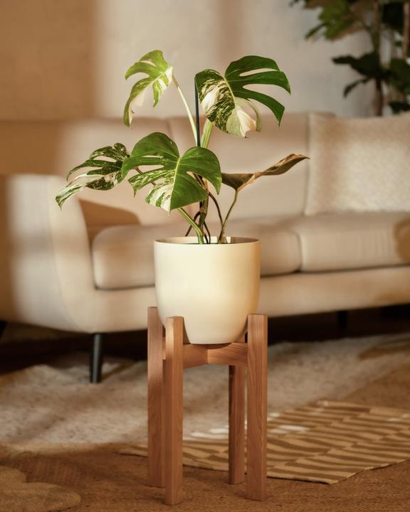 Actual product image feey Monstera deliciosa variegata (65 cm, Freshly repotted)