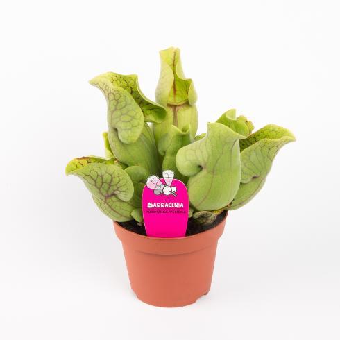 Plantlovers Sarracenia Purpurea Venosa (Schlauchpflanze) (20 cm, Tierfreundlich)