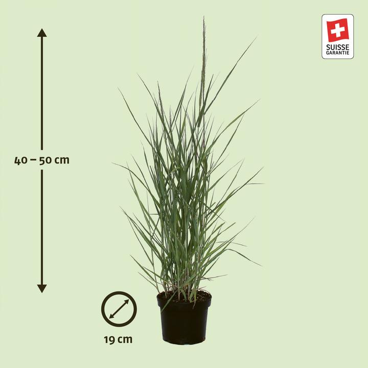Immagine prodotto Zulauf Rutenhirse / Panicum virgatum 'Prairie Sky' (30 cm)