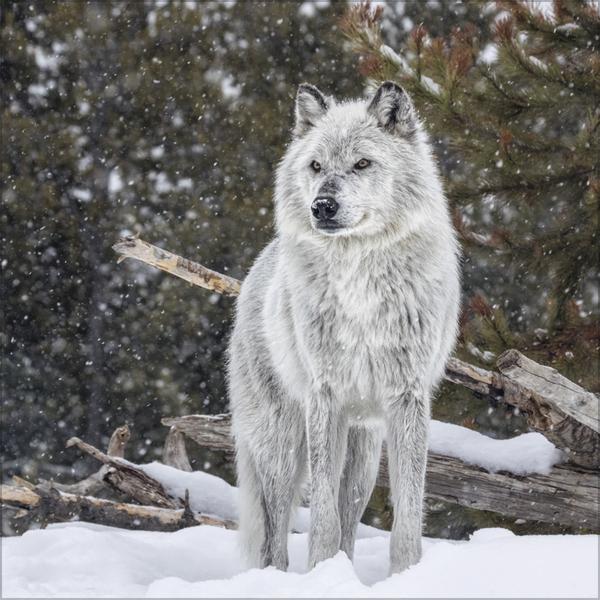 Produktbild Wlfe 2026