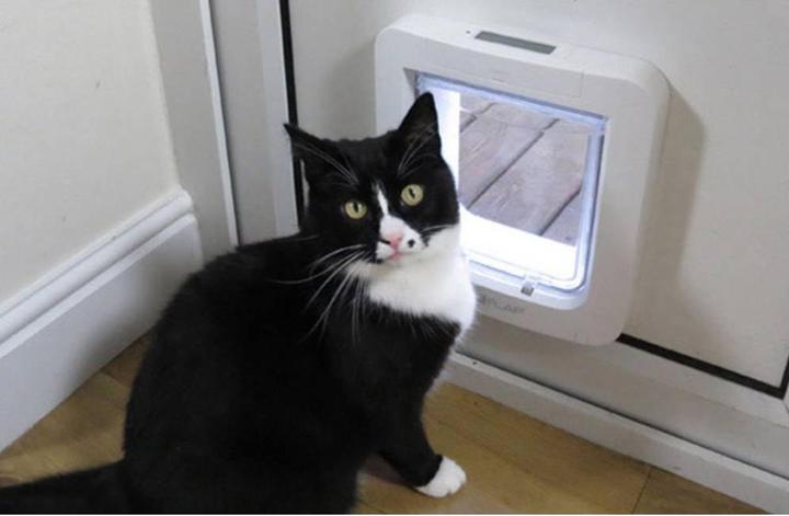 Productafbeelding SureFlap Microchip kattendeur (Microchip kattenluikje)