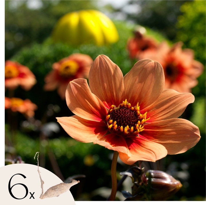 Produktbild Plant in a Box Dahlia Happy Single First Love - 6er Set Dahlien (10 cm)