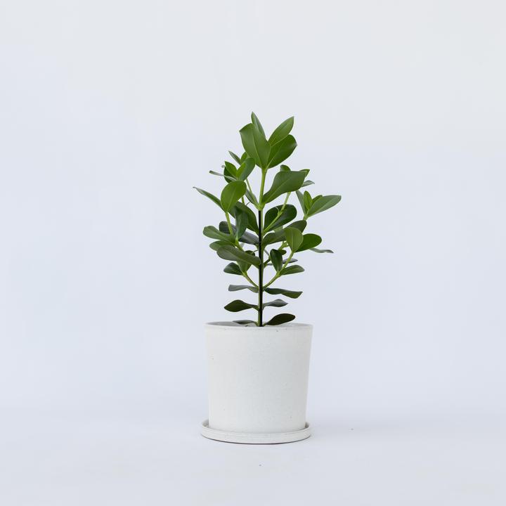 Produktbild Plant in a Box Clusia rosea Princess - XL (50 cm)