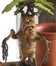 Produktbild Noble Collection Magical Creatures: Mandrake