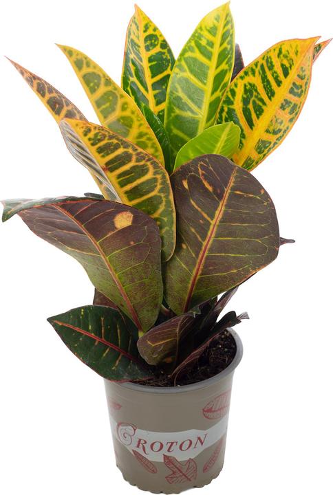 Actual product image Flowerbox Croton Petra - height ca. 40 cm, pot-Ø 13 cm - Codiaeum Petra (20 cm)