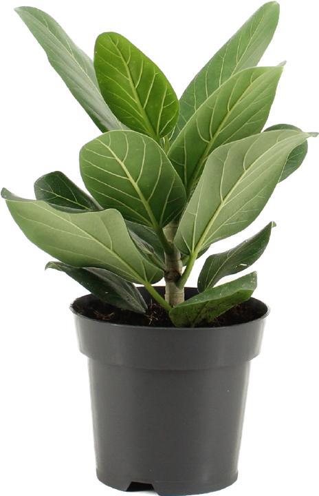 Actual product image Mahaloplants Ficus benghalensis (30 cm)