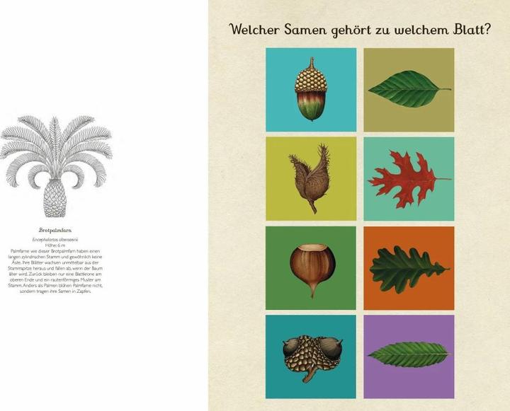 Produktbild Das Museum der Pflanzen. Mein Mitmachbuch (Deutsch, Kathy Willis, Katie Scott, 2017)