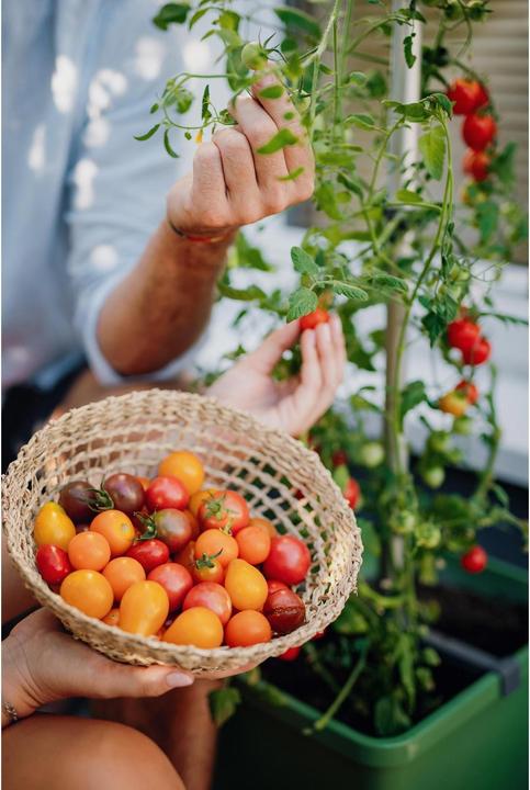 Actual product image Gusta Garden Tom Tomato (35 cm)