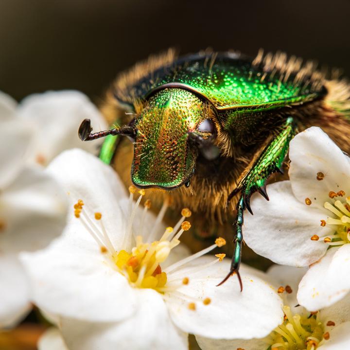 Produktbild Venus Optic Festbrennweite 90mm f/2.8 2x Ultra Macro APO – Sony E (Sony E, Vollformat)