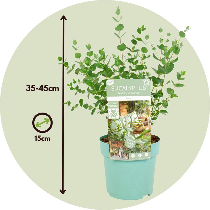 Actual product image Plant in a Box Eucalyptus parvifolia 'Oliva' - 2er Set Eukalyptus (35 cm)
