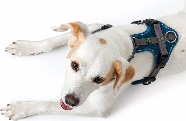 Actual product image Hunter Tableware Maldon (L, Dog, General)