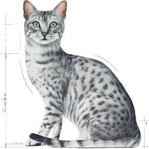 Actual product image Royal Canin Indoor Sterilised (Senior, 12 pcs., 1020 g)