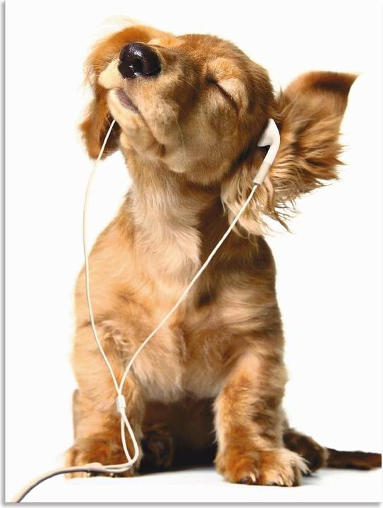 Actual product image Artland Young dog listens to music via headphones T5QE (60 x 80 cm)