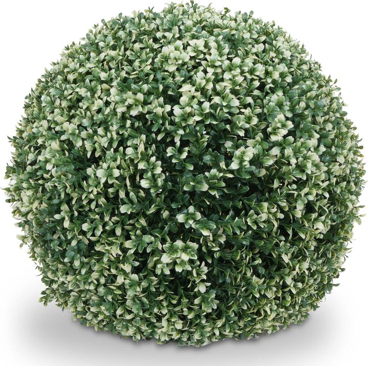Produktbild JOHN316 Buchsbaum (55 cm)