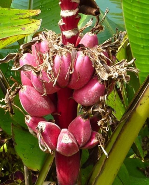 Produktbild Tropica Rosa Zwergbanane (Mus velutina Dwarf Velvet Fingers) (Früchtesamen)