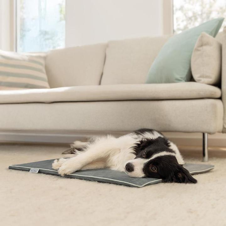 Actual product image Beurer PP 220 (Dog, Cat)