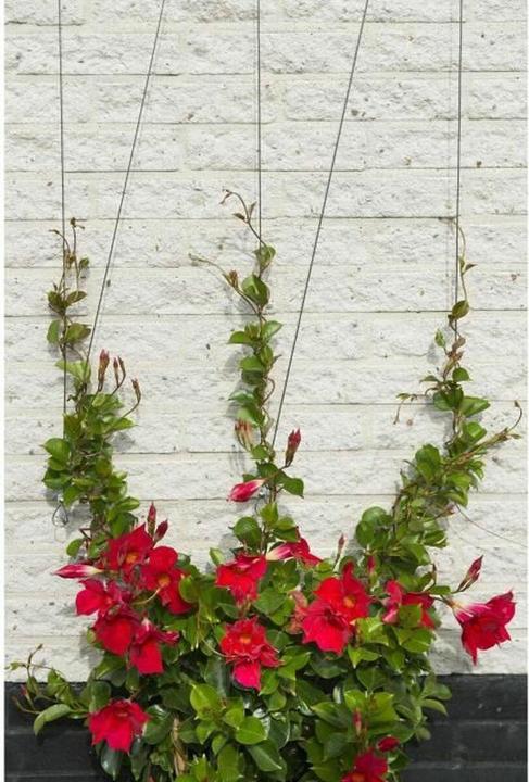 Immagine prodotto Nature Wire trellis kit (1000 cm)