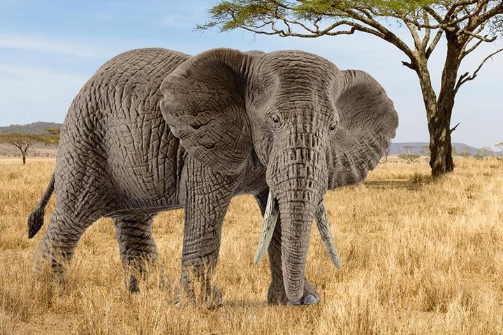 Actual product image Schleich African elephant cow