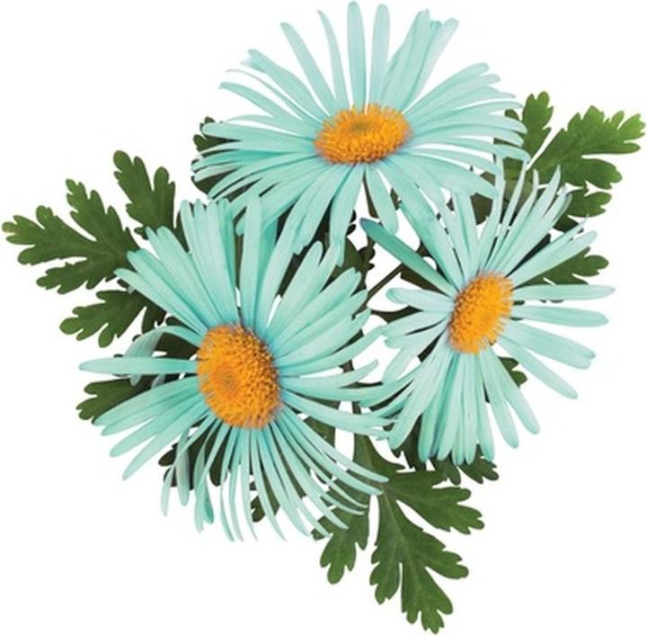 Immagine prodotto Farouk Systems Chi cleancare - shampoo chiarificatore 739ml (25 ml, Shampoo liquido)