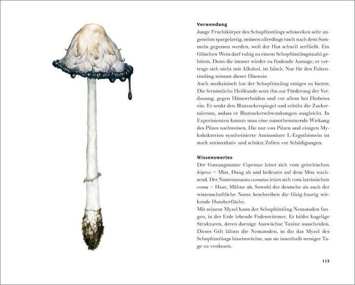 Produktbild Das kleine Pilzbuch (Deutsch, Catrin Cohnen, Diana Lawniczak, 2014)