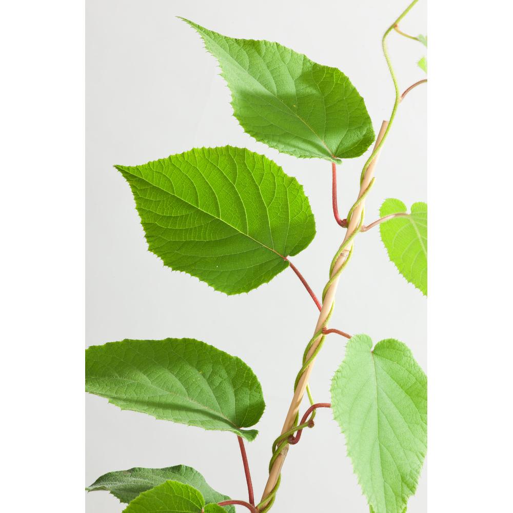 Thumbnail - Plant in a Box, Pflanzen, Actinidia deliciosa 'Jenny' - 6er Set Kiwibeeren Kletterpflanzen (20 cm)