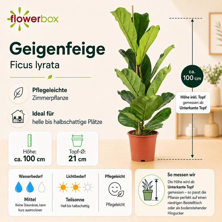 hedera gruen Hedera Helix Zimmerefeu, Ampel – vielgrün