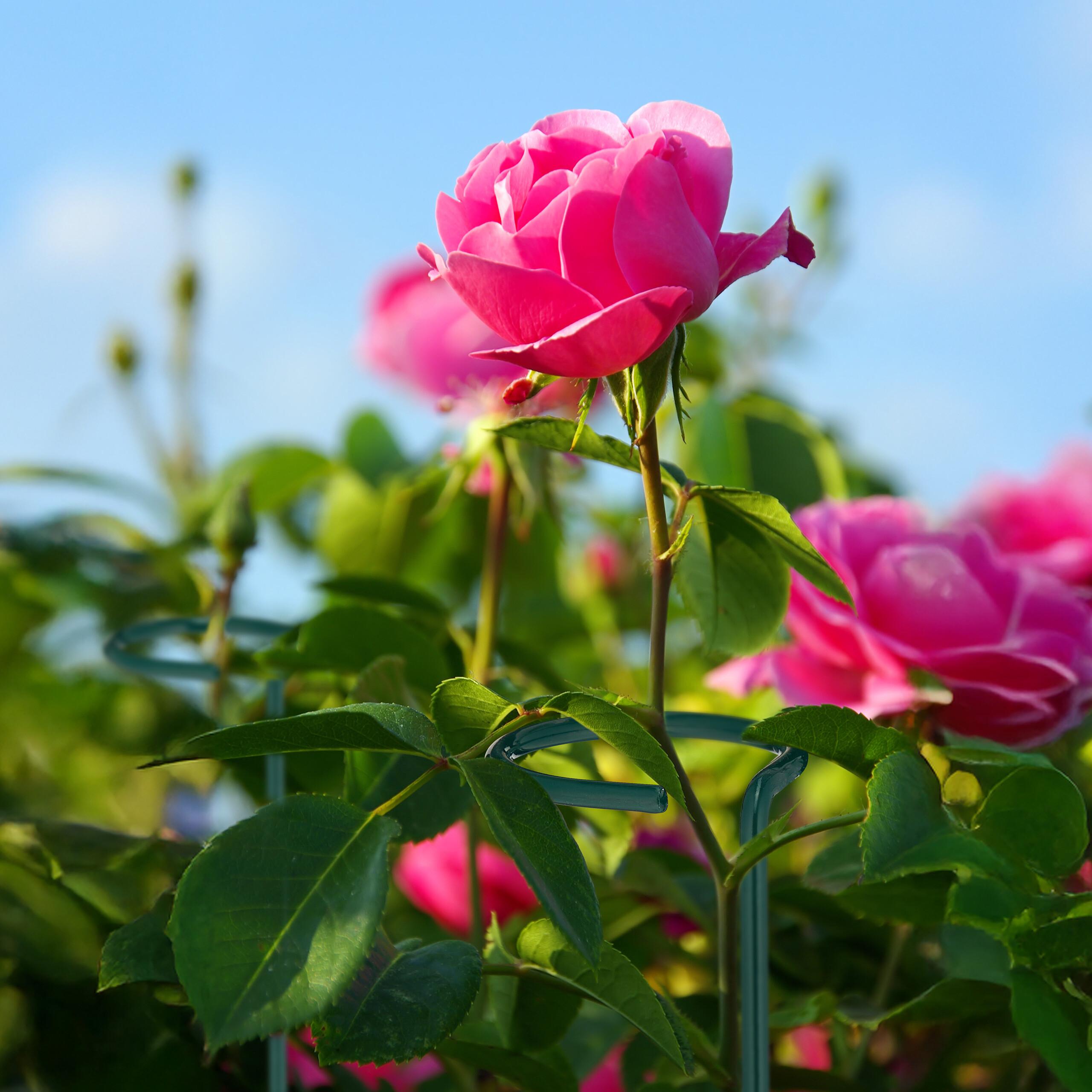 Thumbnail - Relaxdays, Pflanzen Zubehör, 10x Pflanzstäbe (6 cm, 6 cm)