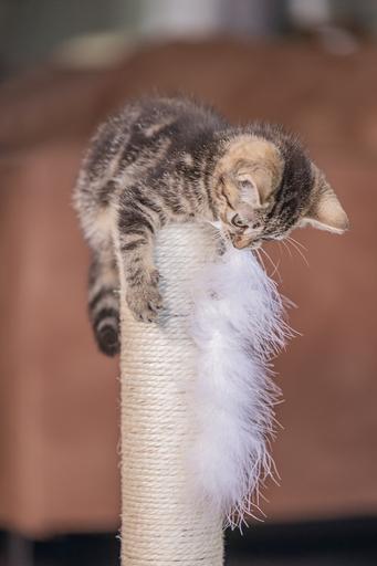 Produktbild Beeztees Kitten Kratzsäule Atila (53 cm, Grau)