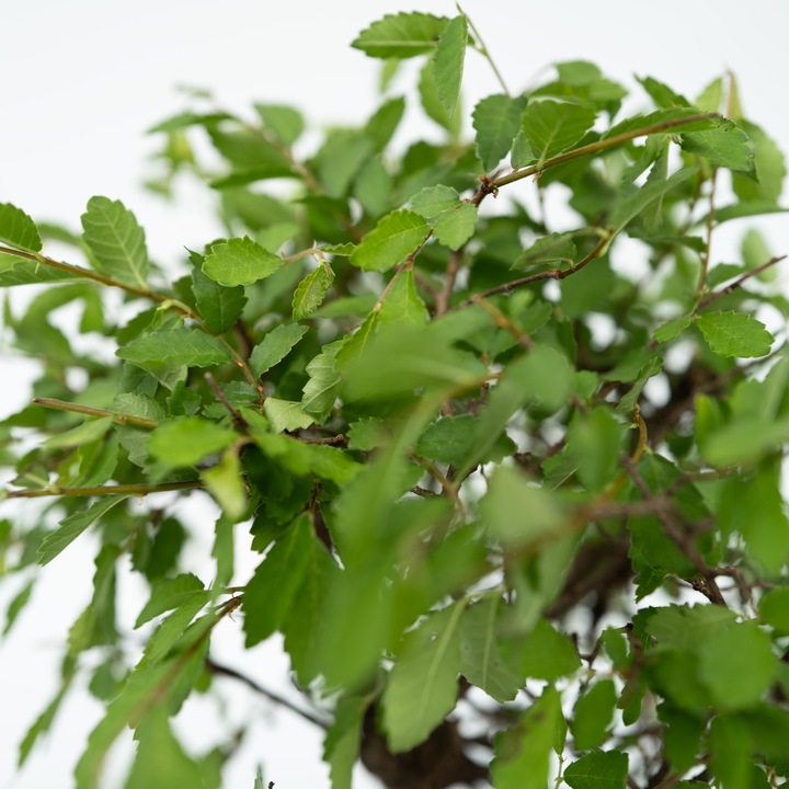Immagine prodotto Plant in a Box Bonsai Ligustrum, Carmona, Ficus Retusa, Syzygium, Sageretia - Set di 2 Bonsai Sistema d'acqua (25 cm)